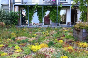 Groendak Daktuin Dakdokters Amsterdam