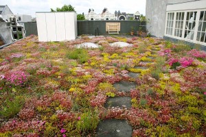 Groendak Daktuin Dakdokters Amsterdam